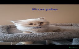 Ragdoll cats for sale: 2 female blue point ragdoll kittens  - Image 2
