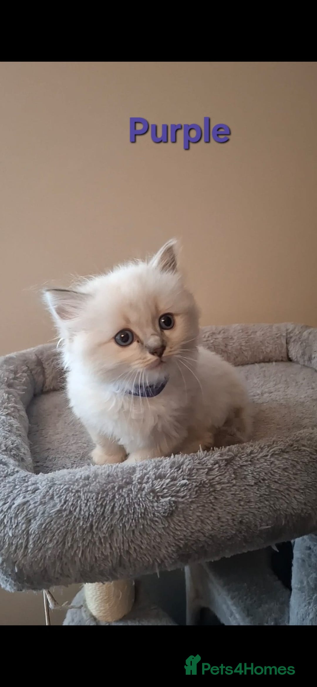 Ragdoll cats for sale: 2 female blue point ragdoll kittens  - Image 2