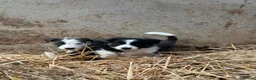 Border Collie dogs for sale: 7 collie puppies for sale  in Okehampton - Advert 13