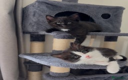British Longhair cats for sale: 3 Gorgeous Fluffy Cuddly Babies! - Image 12