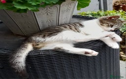 Domestic Shorthair cats for sale: 11 week old kitten - Image 2