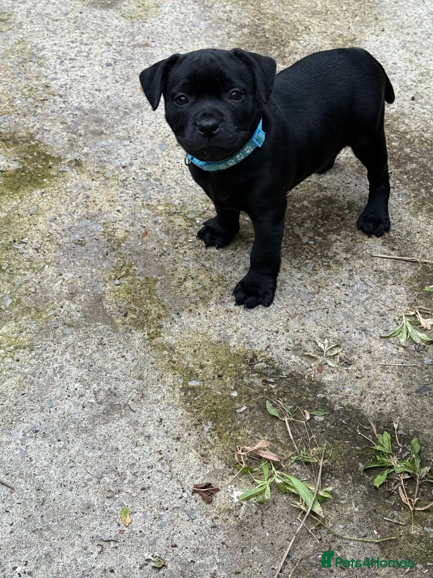 Staffordshire Bull Terrier dogs Stunning Staffordshire bull terrier pups - Advert 2