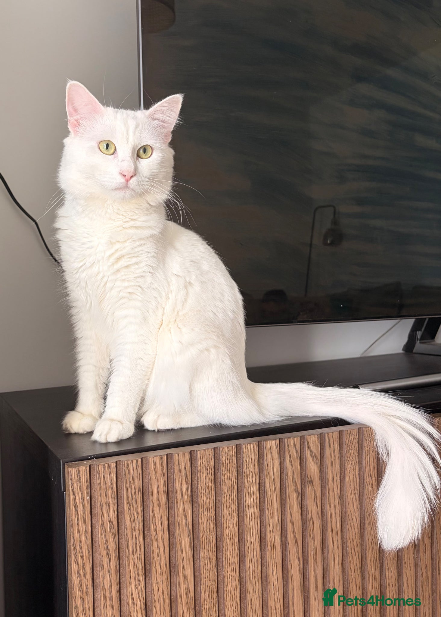 Mixed Breed cats Male cat  - Advert 12