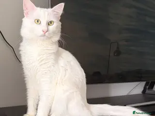 Mixed Breed cats Male cat - Advert 12