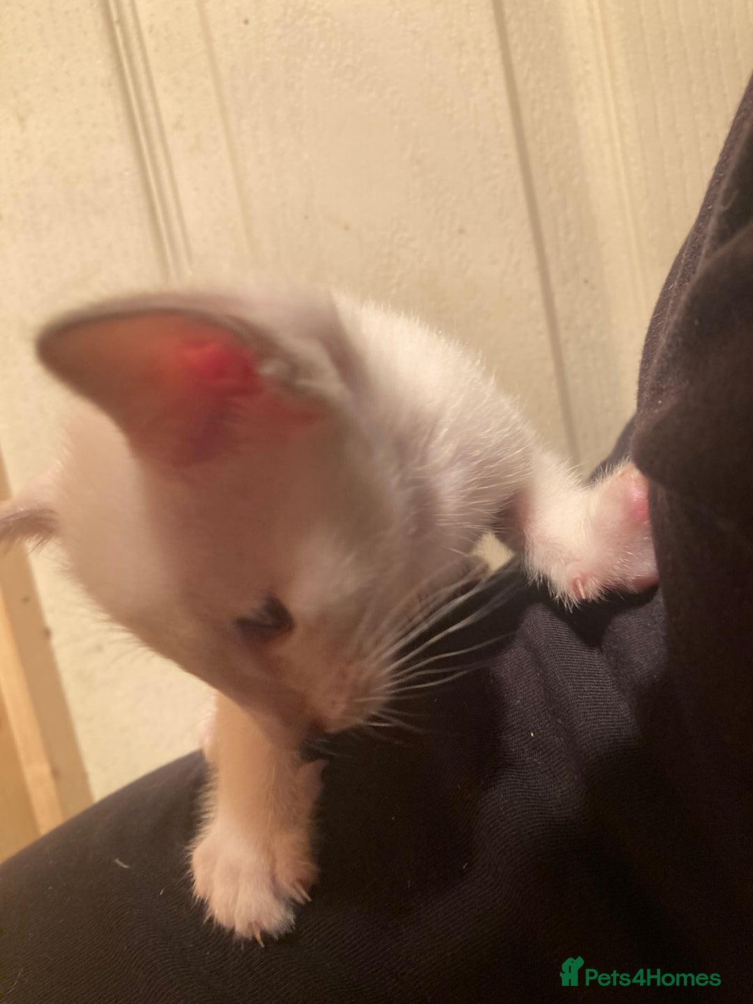 Oriental cats for sale: Oriental shorthair kittens - Advert 8