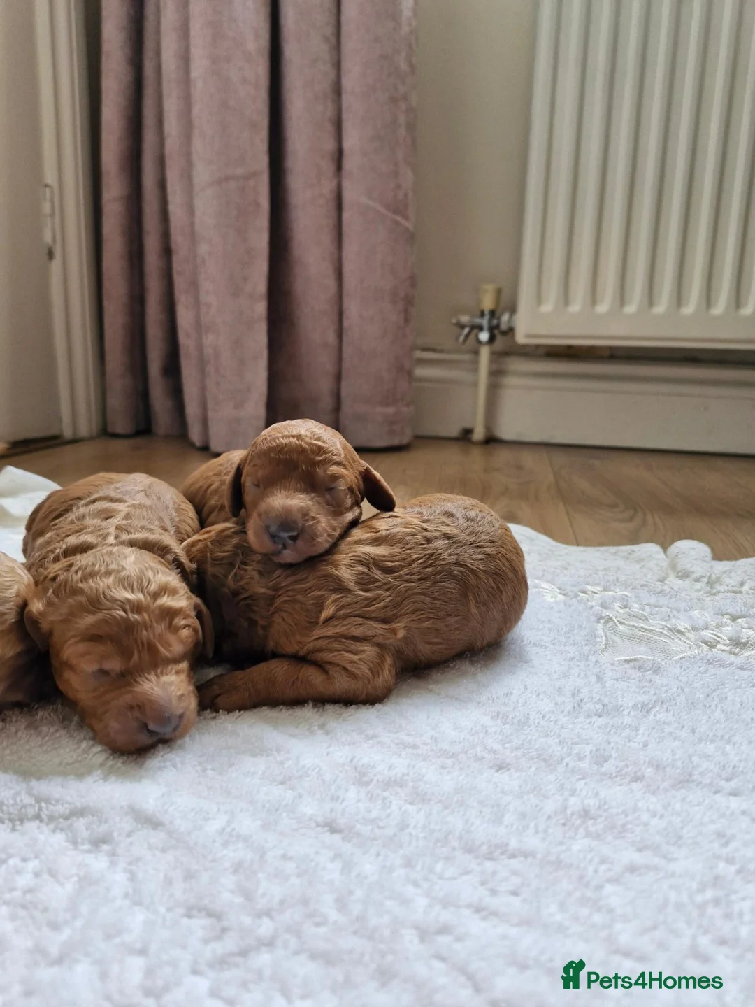 Mixed Breed dogs for sale: Beautiful Red Poodle Puppys for Sale - Advert 9