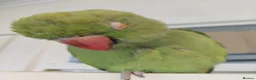 Ringnecks birds for sale: 2.5 Years Green Indian ringneck in Norwich - Advert 10