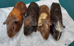 Guinea Pig rodents for sale: Beautiful baby Guinea Pigs - Image 5