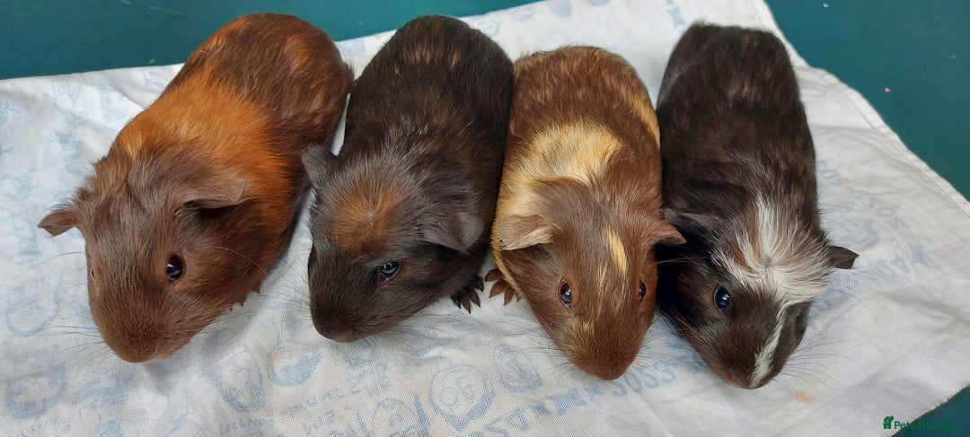 Guinea Pig rodents for sale: Beautiful baby Guinea Pigs - Image 5