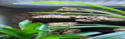 Frog reptiles for sale: Adult Female Blue Poison Dart Frog  in Watford - Advert 4
