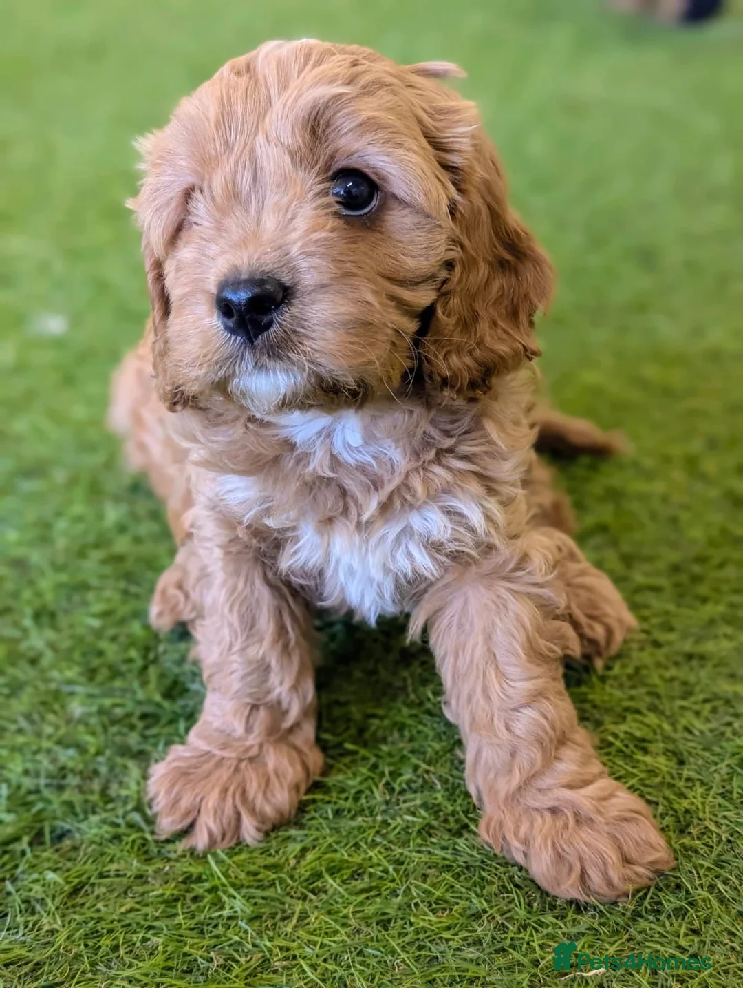 Cavapoo dogs for sale: Advanced trained cavapoos  - Advert 5