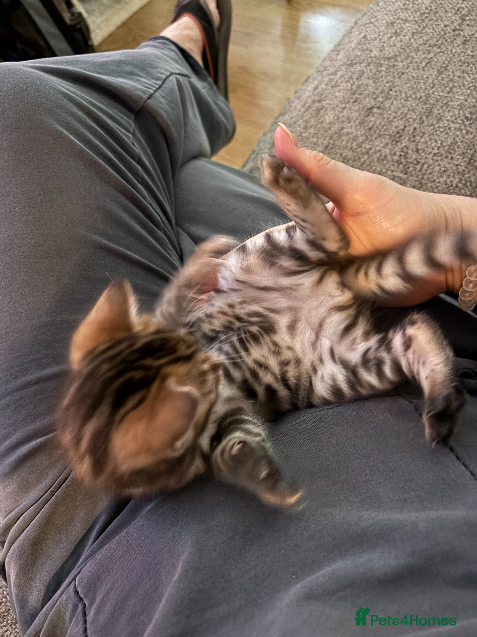 Bengal cats for sale: Little Bengal girl in Liskeard - Advert 12