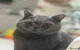 British Shorthair cats for stud: Proven stud british shorthair - Image 4