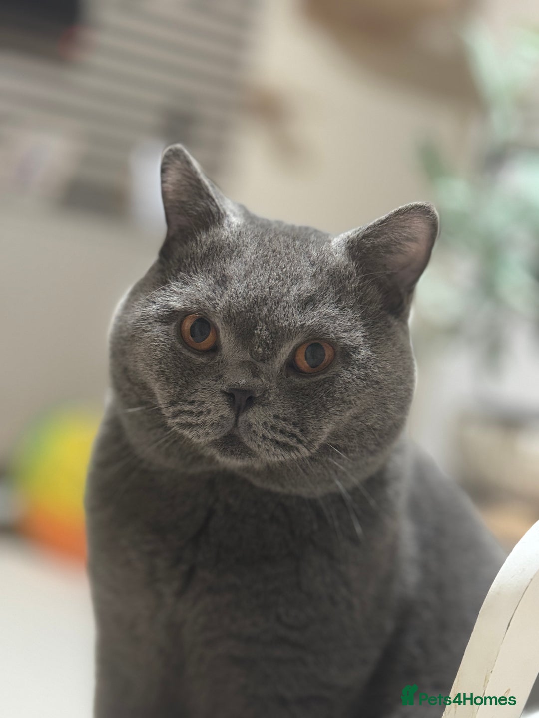 British Shorthair cats for stud: Proven stud british shorthair - Image 4