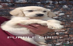 Golden Retriever dogs for sale: KC GOLDEN RETRIEVER PUPPIES  - Image 12