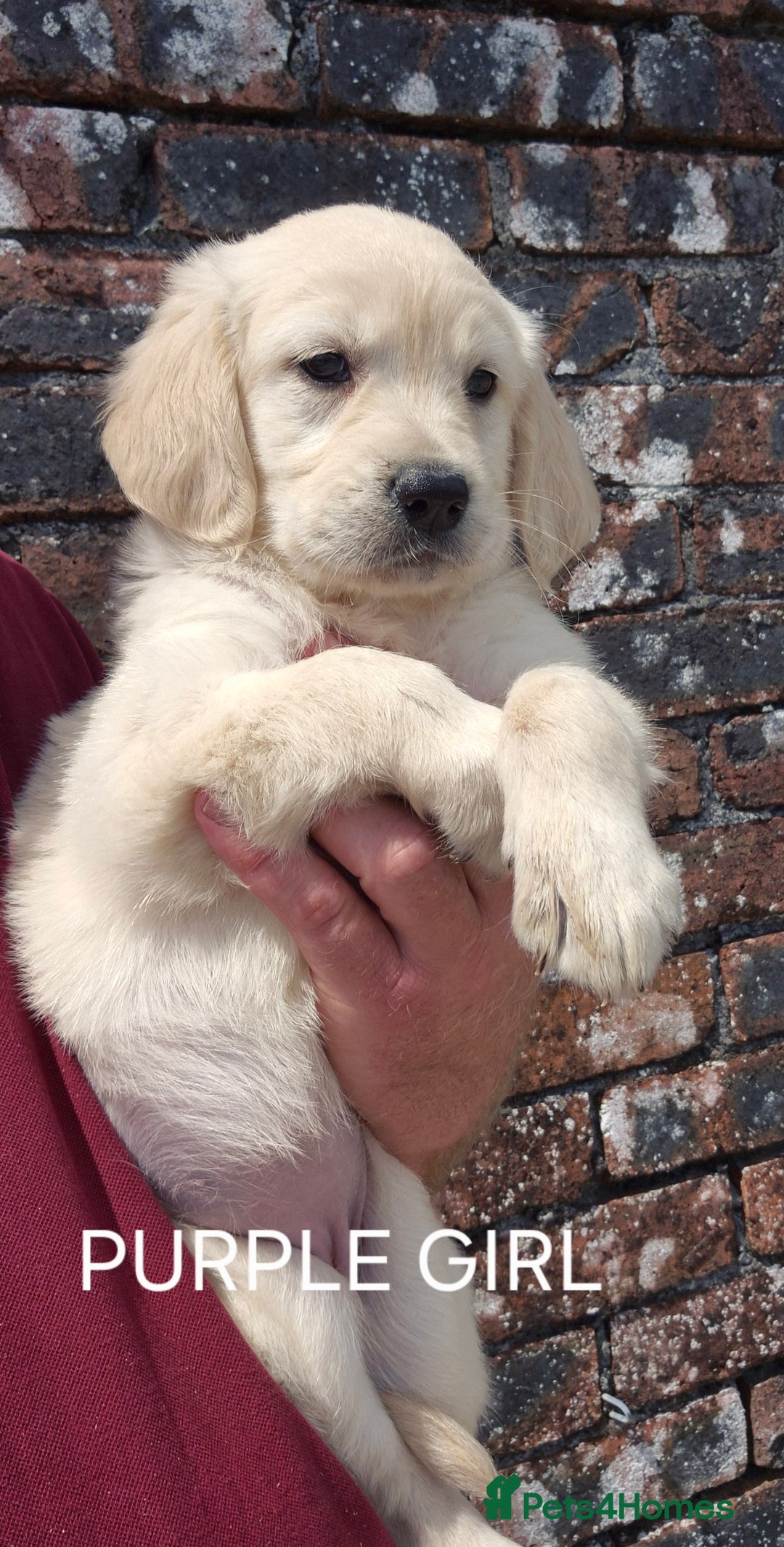 Golden Retriever dogs for sale: KC GOLDEN RETRIEVER PUPPIES  - Image 12