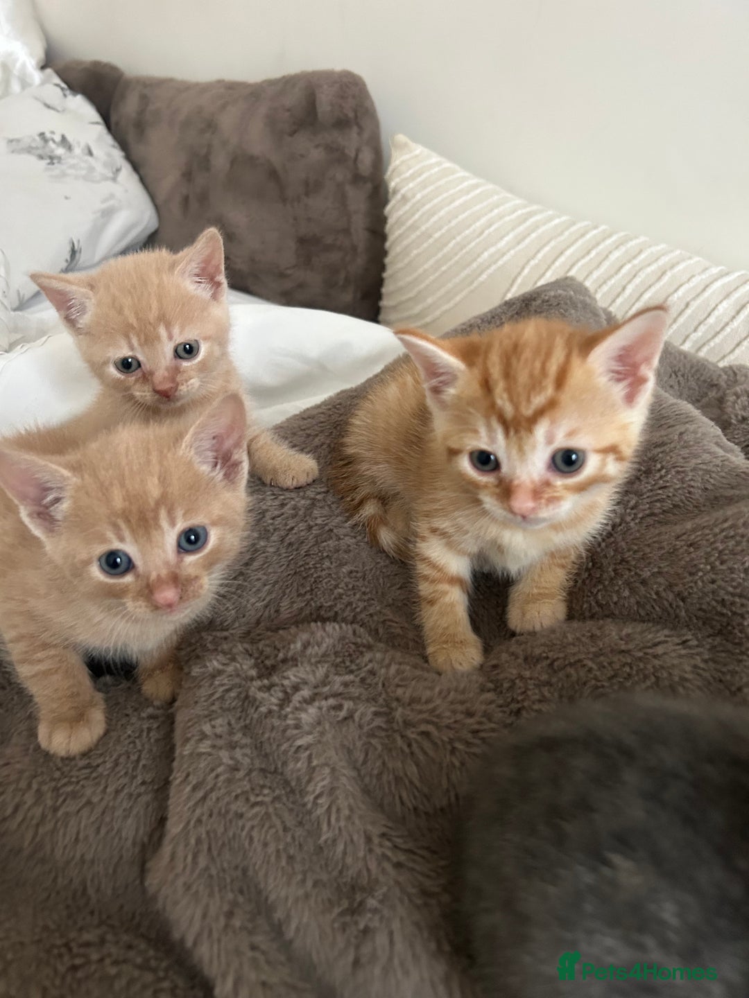 Mixed Breed cats for sale: Beautiful Kittens for sale - Image 37