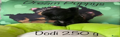 Dodi💚Boy Black Yorkshire Terrier Puppy 3 Xxxs
