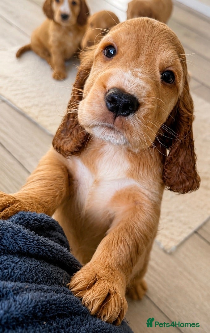 Cocker Spaniel dogs Final 2 KC Golden Show Cocker Spaniel Boy Puppies - Advert 2