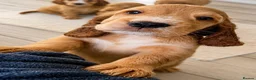 Cocker Spaniel dogs for sale: Last KC Golden Show Cocker Spaniel Boy Puppies - Advert 7