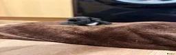 French Bulldog dogs for sale: French bulldogs puppy’s  in Lincoln - Advert 9