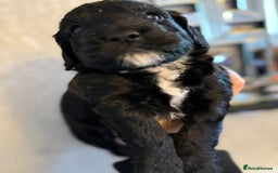 Cockapoo dogs for sale: Cockapoo puppies  - Image 7