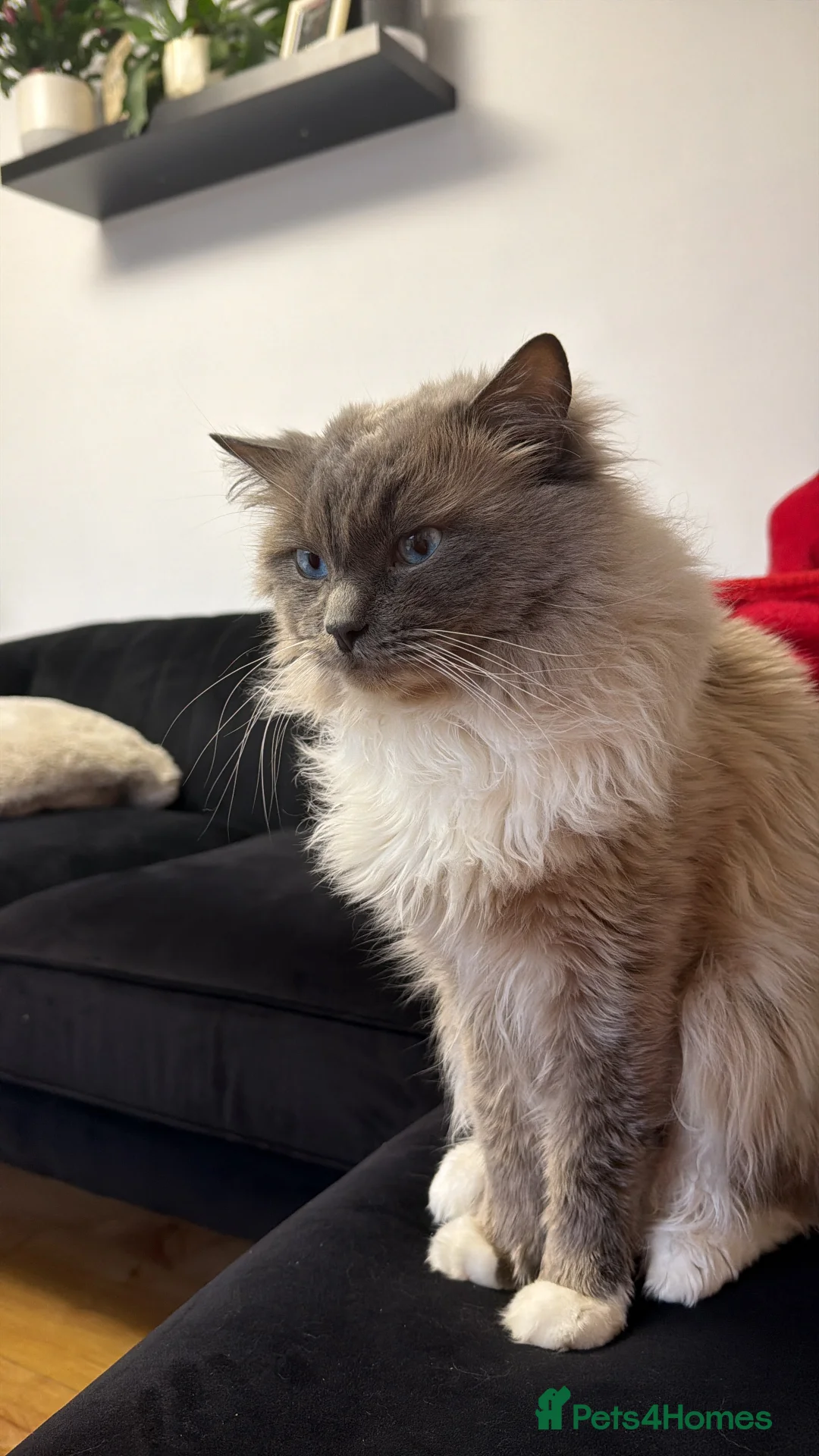 Ragdoll cats for stud: Gorgeous Male Ragdoll For Stud  - Advert 1