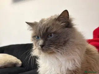 Ragdoll cats Gorgeous Male Ragdoll For Stud - Advert 1