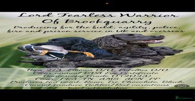 Cocker Spaniel dogs 7 working cocker spaniel puppies for sale  - Advert 6