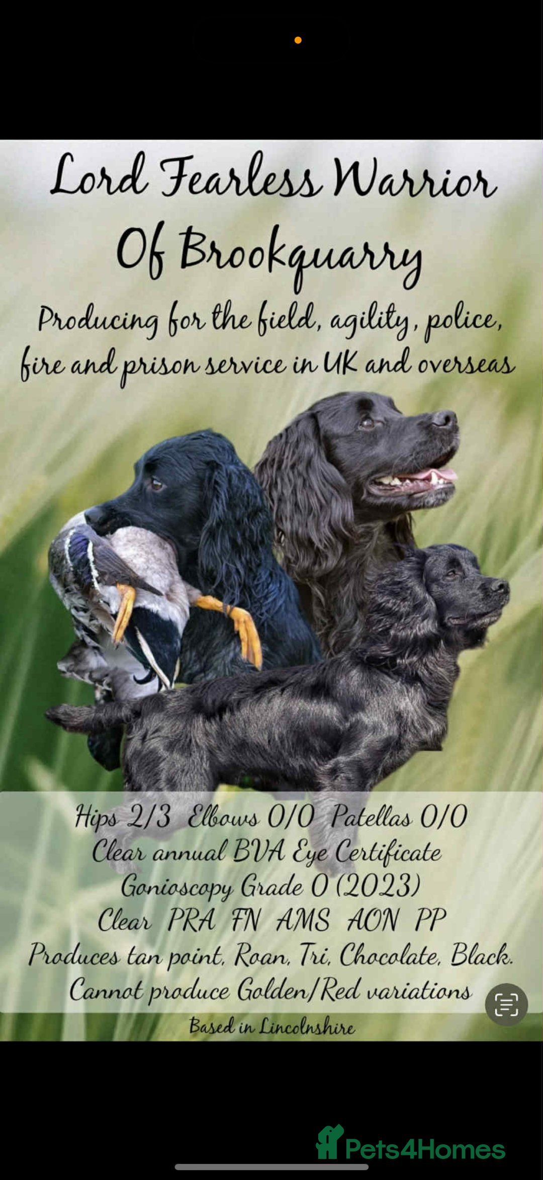 Cocker Spaniel dogs for sale: 7 cocker spaniel puppies for sale  - Advert 4