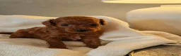 Toy Poodle dogs for sale: Tiny Toy Poodle Personalities, One Girl & One Girl - Advert 5
