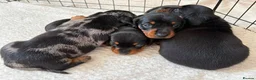Miniature Dachshund dogs for sale: Litter of four Miniature Dachshunds - Advert 2