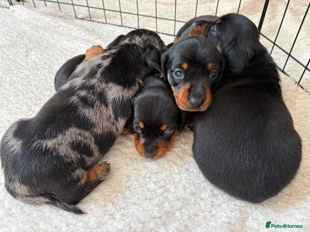 Miniature Dachshund dogs for sale: Litter of four Miniature Dachshunds - Advert 2