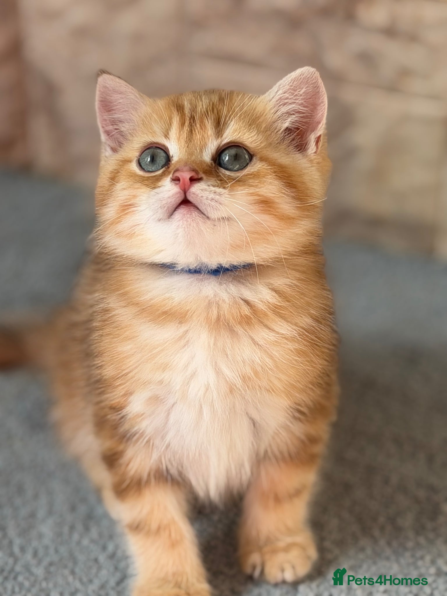 British Shorthair cats British shorthair chocolate golden Kitens TICA - Advert 15