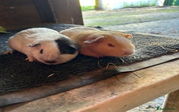 Guinea Pig rodents for sale: Guinea pig sows  - Image 4