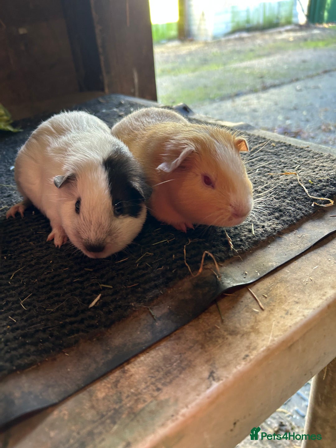 Guinea Pig rodents for sale: Guinea pig sows  - Image 4