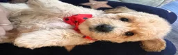 Poochon dogs for sale: Poochons born to Extensively HealthTested parents  - Advert 10