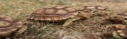 Tortoise reptiles for sale: BABY SULCATAS & SET UPS - Advert 13