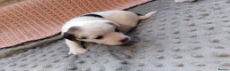 Jack Russell dogs for sale: Full jack russle pups  - Advert 6