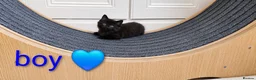 Mixed Breed cats for sale: Beautiful Ragdoll Mix Kittens.Ready 9th September  - Advert 19