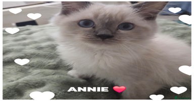 Ragdoll cats in Glasgow - Advert 2