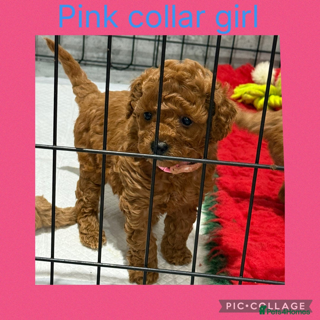 Cavapoo dogs for sale: 8 x cavapoo F1B puppies ready to leave  - Advert 11