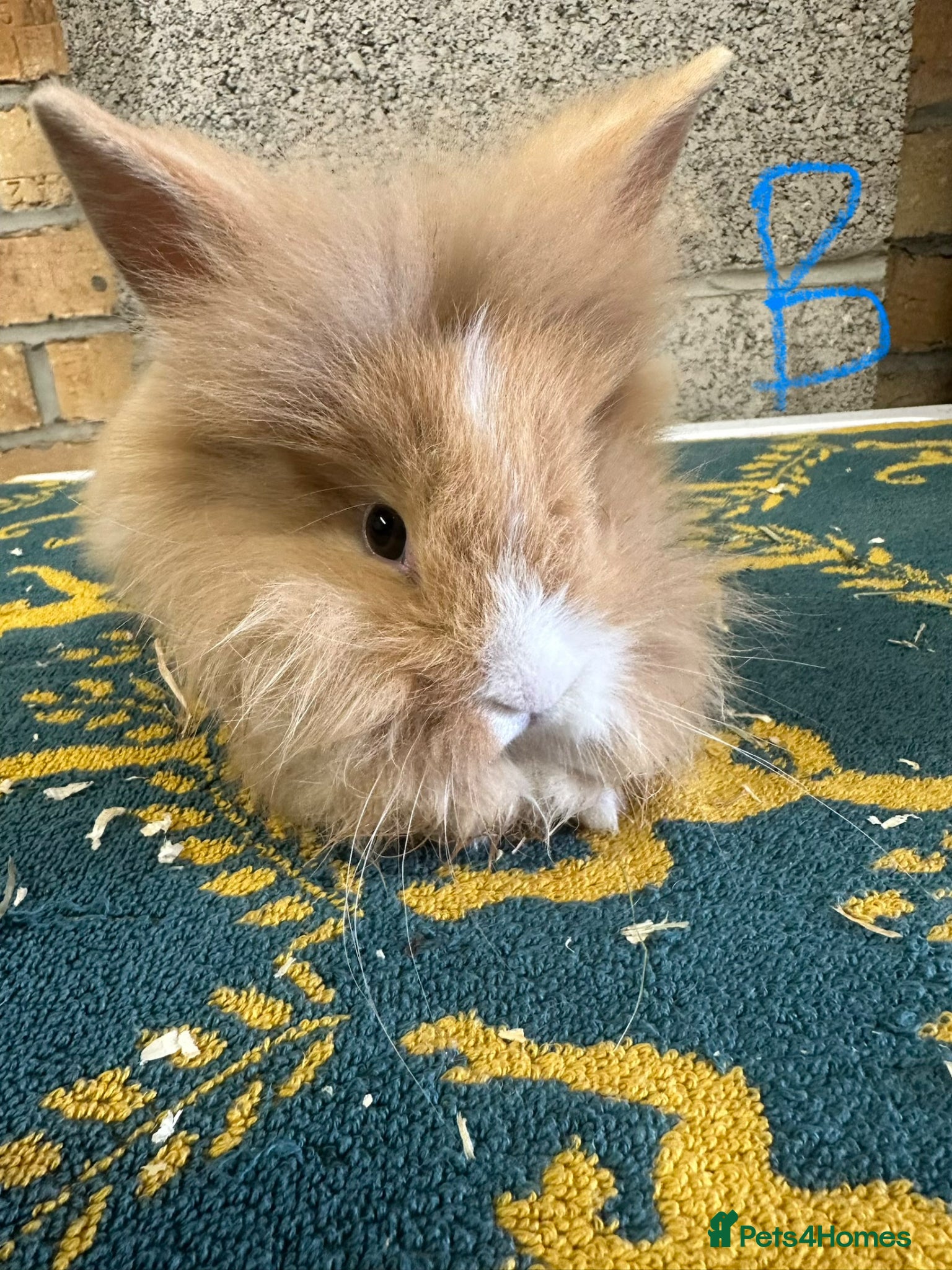 Lionhead rabbits Lionhead Rabbits For Sale  - Advert 1