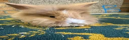 Lionhead rabbits for sale: Lionhead Rabbits For Sale  - Advert 1
