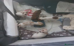 Jack Russell dogs for sale: Jack Russell puppies sale  - Image 4