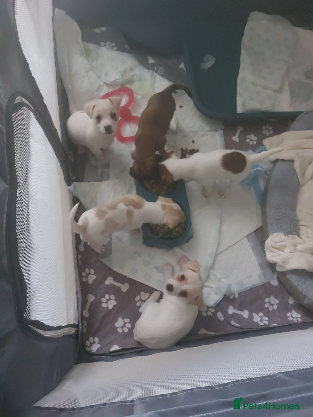 Jack Russell dogs for sale: Jack Russell puppies sale  - Image 4