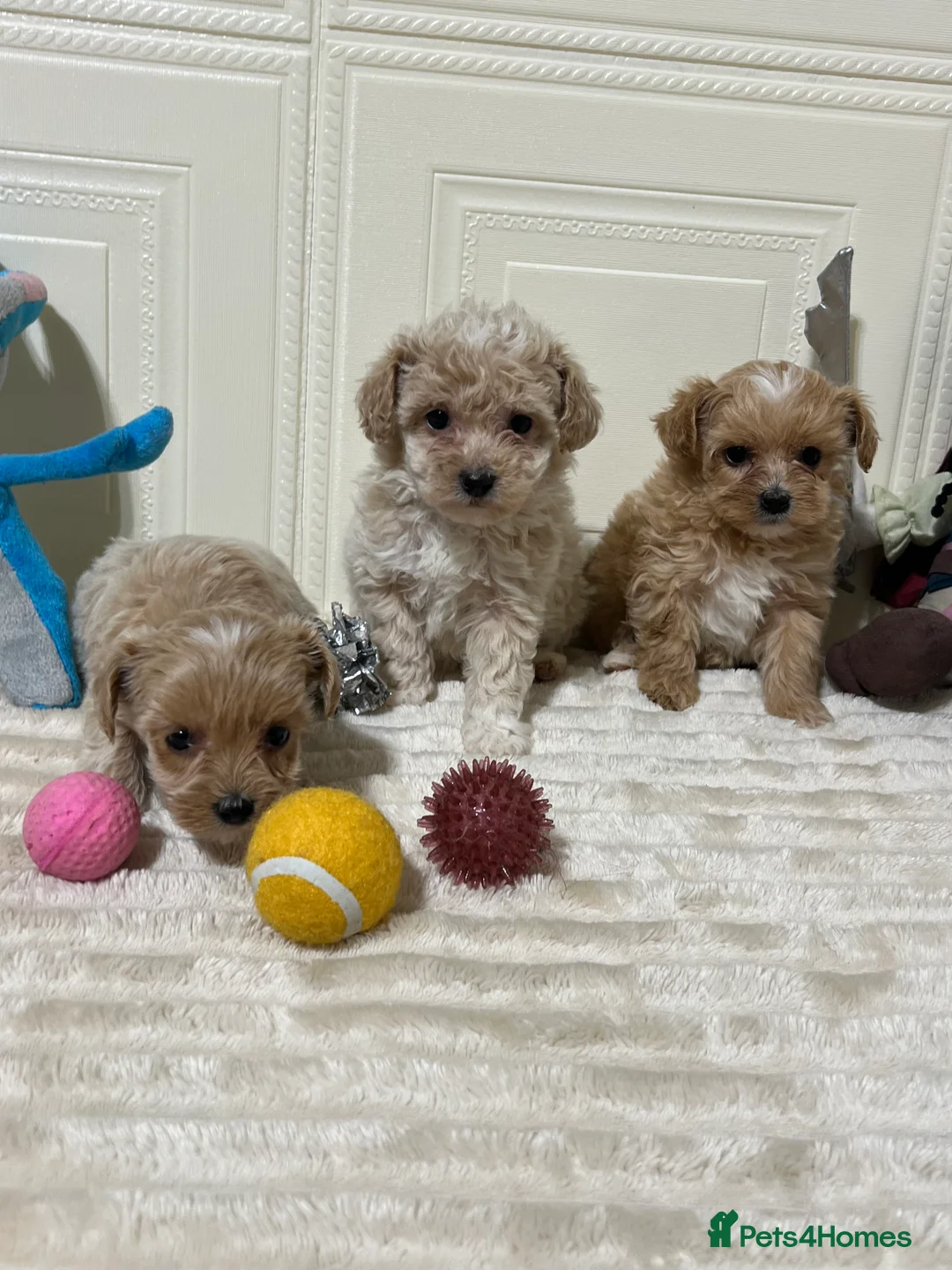 Maltipoo dogs for sale: 🩷3 Gorgeous Maltipoo Puppies🩷 - Advert 1