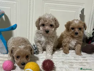 Maltipoo dogs 🩷3 Gorgeous Maltipoo Puppies🩷 - Advert 10