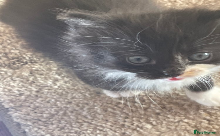 Mixed Breed cats - Advert 22