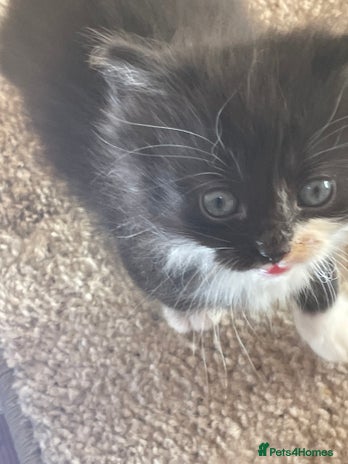 Mixed Breed cats - Advert 22